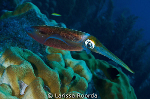 A squid hanging around. by Larissa Roorda 
